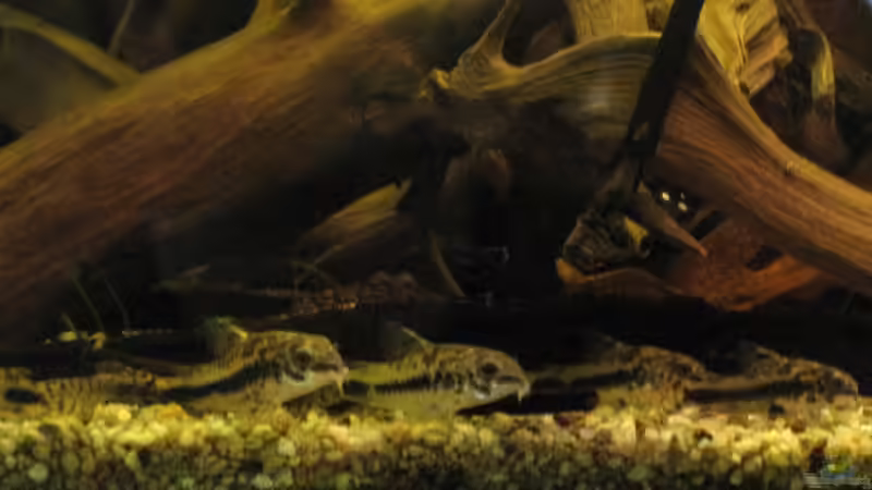 Aquarium Hauptansicht von Südamerikapfütze (existiert nicht mehr) von Jemafa (1)