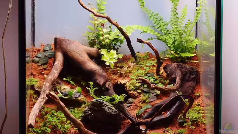 Aquarium Hauptansicht von Südhang am Weinberg von Junglist (1)