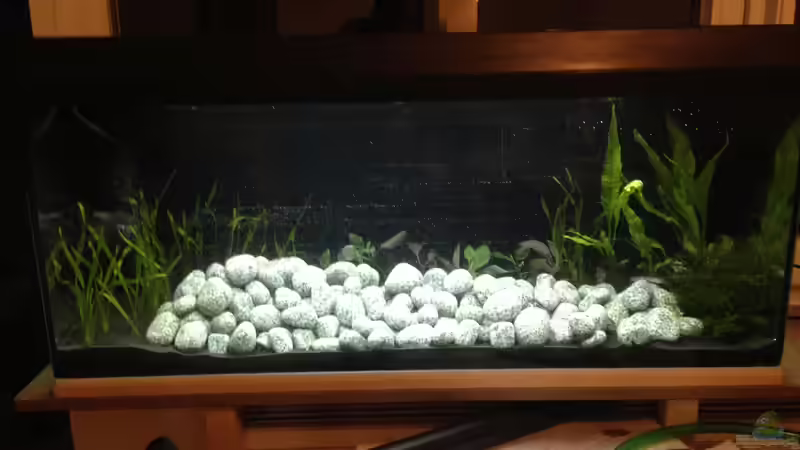 Aquarium Hauptansicht von Südostasien-Bachbecken von Jessman (1)