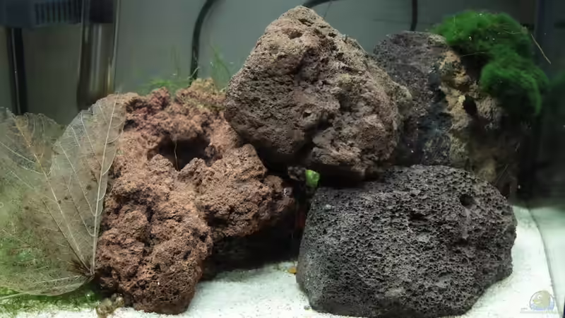 Aquarium Hauptansicht von Sulawesi Moon scape