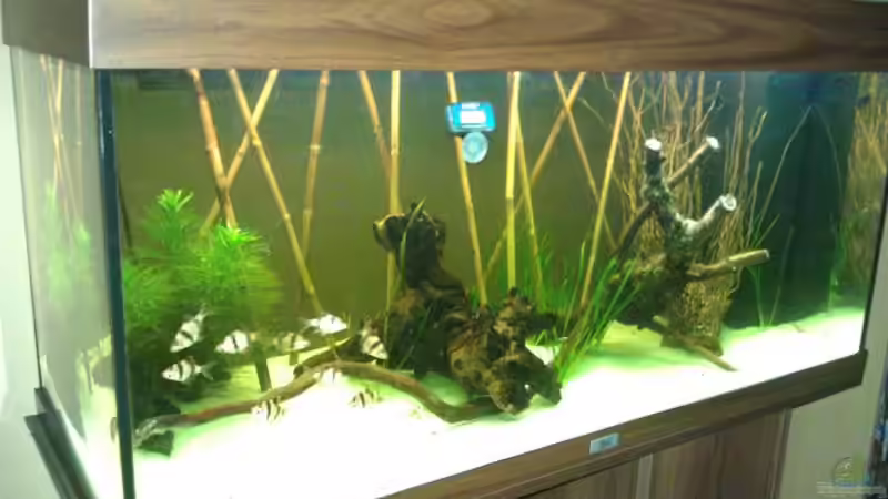 Aquarium Hauptansicht von Sumatrabecken