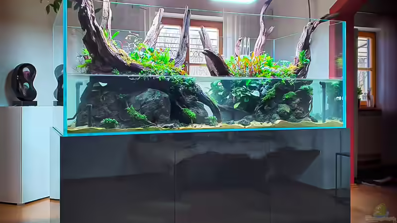 Aquarium Hauptansicht von Swamp spirit von Fredo Fuss (1)