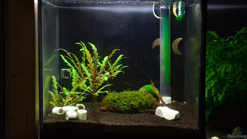 Aquarium Hauptansicht von Taiwaner