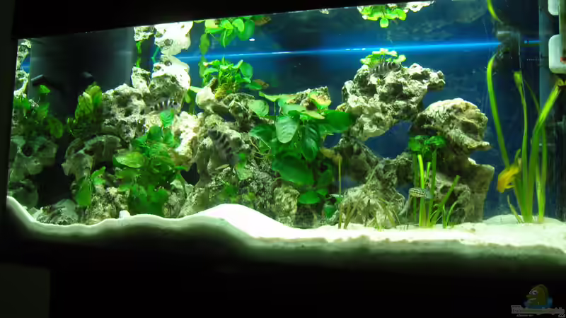Aquarium Hauptansicht von Tanganjika 200L von Benjamin Heinemeyer (1)