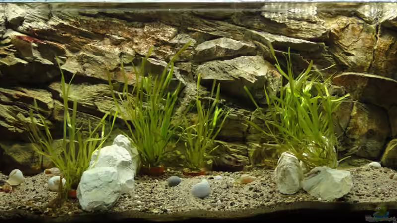 Aquarium Hauptansicht von Tanganjika 240 l