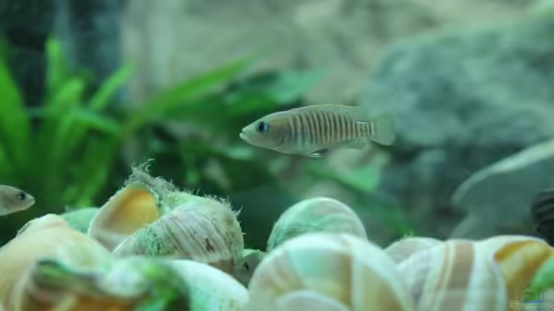 Aquarium Hauptansicht von Tanganjika 350Liter Gemeinschaft von fisch (1)