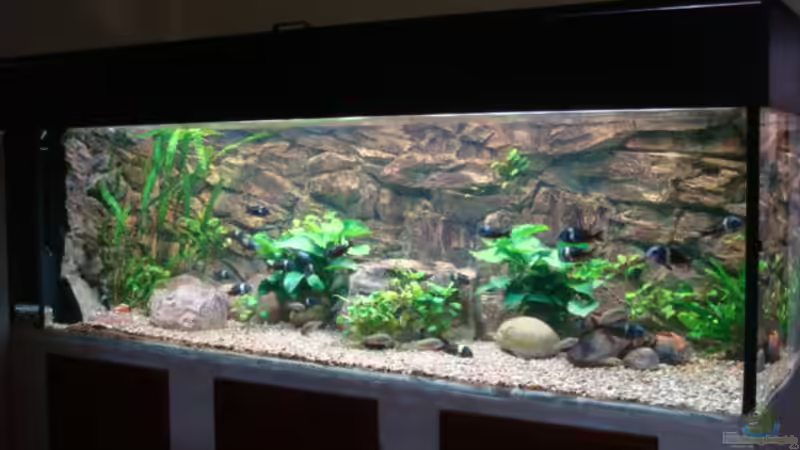 Aquarium Hauptansicht von Tanganjika 840