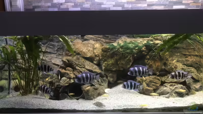 Aquarium Hauptansicht von Tanganjika Aquarium von Kamikaze306 (1)