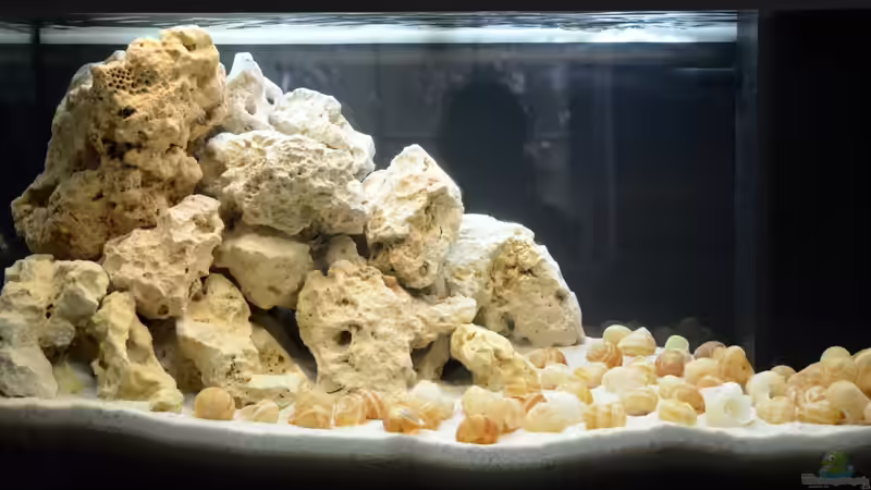 Aquarium Hauptansicht von Tanganjika Becken von hauke (1)