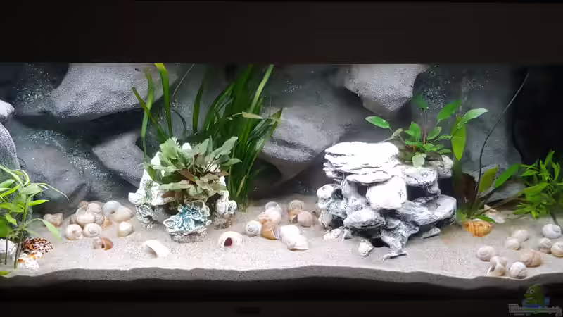 Aquarium Hauptansicht von Tanganjika-Becken von Shayla (1)
