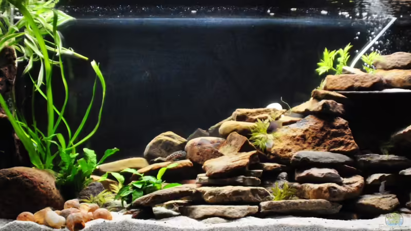 Aquarium Hauptansicht von Tanganjika Becken von stefan1979 (1)