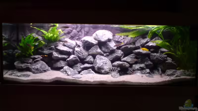 Aquarium Hauptansicht von Tanganjika-Gesellschaft von Bbert (1)