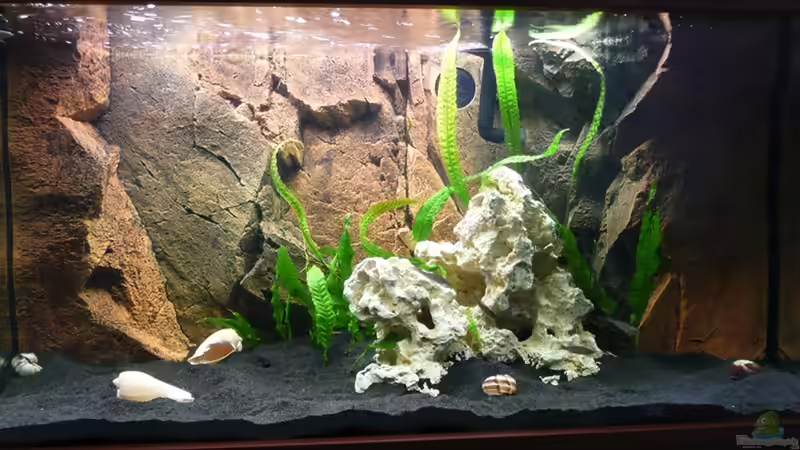 Aquarium Hauptansicht von Tanganjika Gesellschaftsbecken