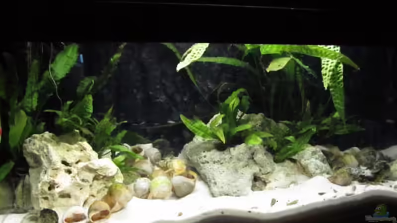 Aquarium Hauptansicht von Tanganjika-Minibecken