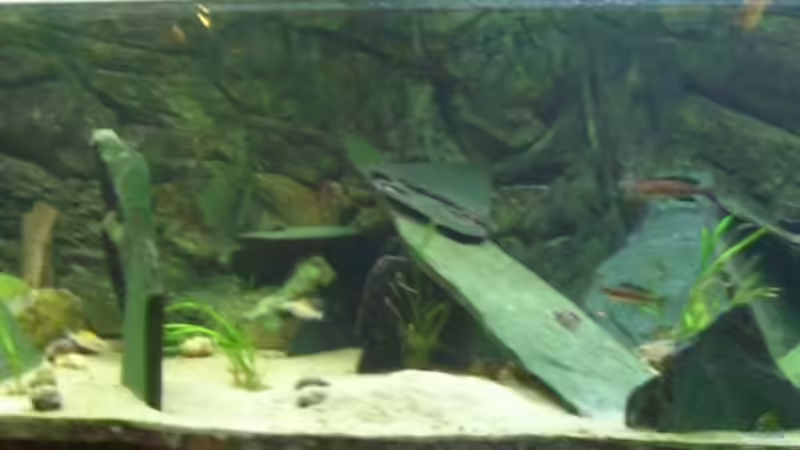 Aquarium Hauptansicht von Tanganjika Tank (aufgelöst)