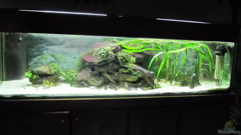 Aquarium Hauptansicht von Tanganjika