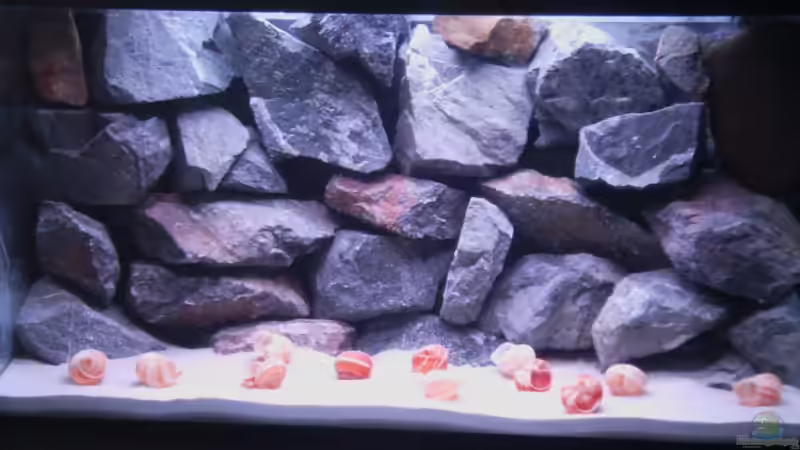 Aquarium Hauptansicht von Tanganjikabecken