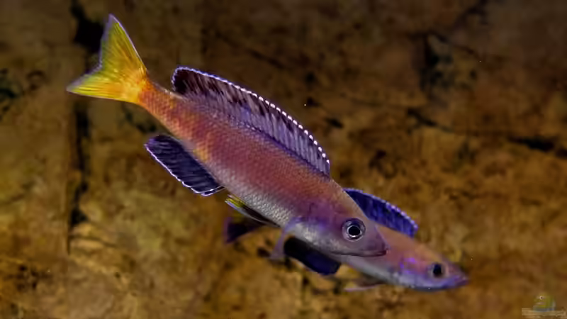 Aquarium Hauptansicht von Tanganjikatümpel 2.0 von axolotl (1)