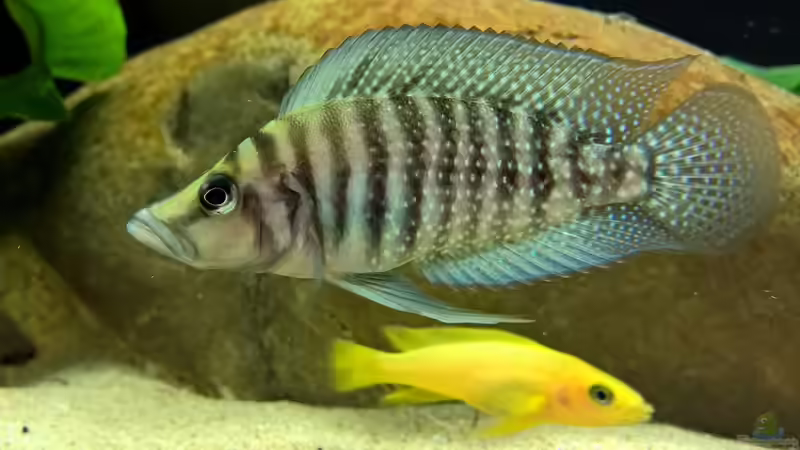 Aquarium Hauptansicht von Tanganjikatümpel (Nur noch als Beispiel) von axolotl (1)