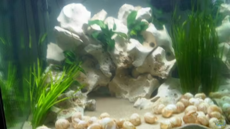 Aquarium Hauptansicht von Tanganjikawürfel