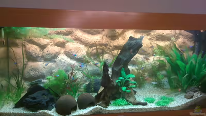 Aquarium Hauptansicht von Tank Nation