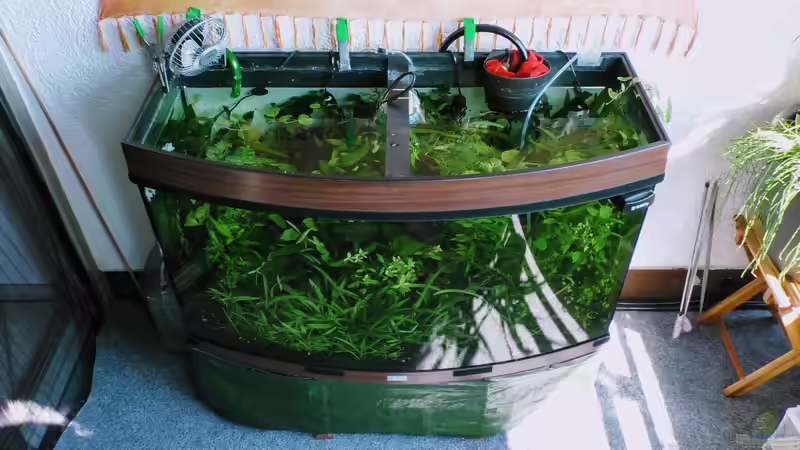 Aquarium Hauptansicht von Teich 2017 von Mike Steidl (1)