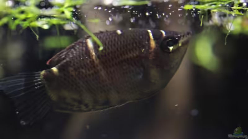 Aquarium Hauptansicht von tercera conca