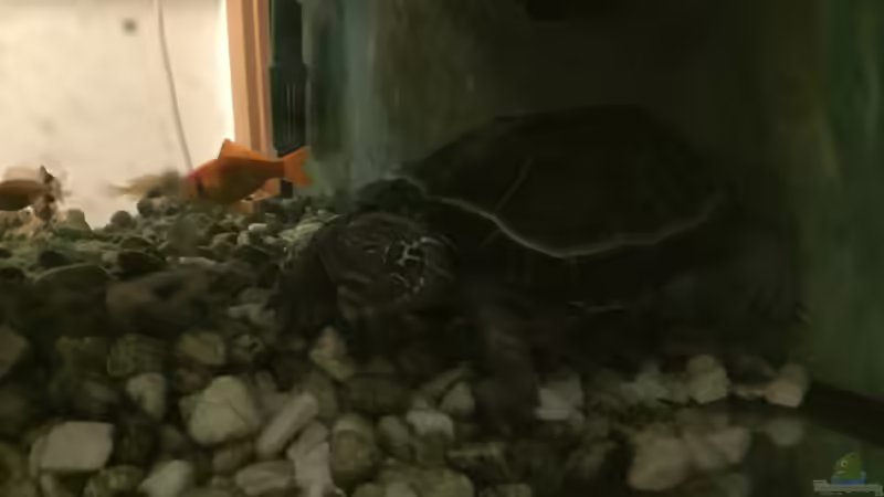 Aquarium Hauptansicht von Terrarium 34074 von PE_KI (1)