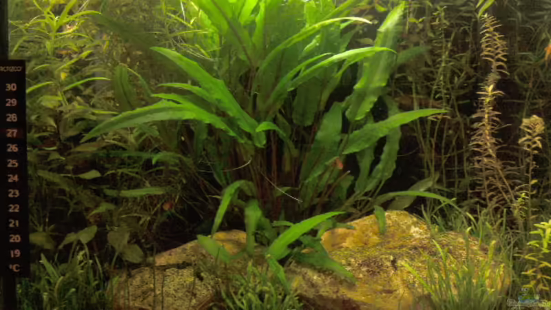 Aquarium Hauptansicht von Tetra AquaArt30 von +Andre´+ (1)