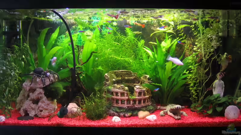 Aquarium Hauptansicht von The 1st one!