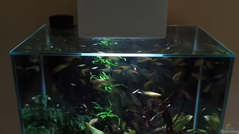 Aquarium Hauptansicht von The Big Edge