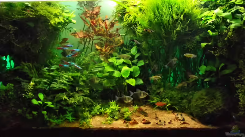 Aquarium Hauptansicht von The green Dream von Guppy62 (1)