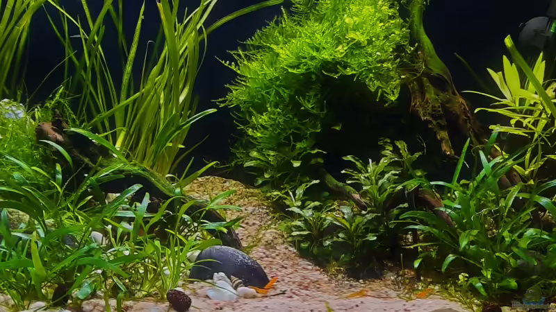 Aquarium Hauptansicht von The Meadow -aufgelöst- von okefenokee (1)