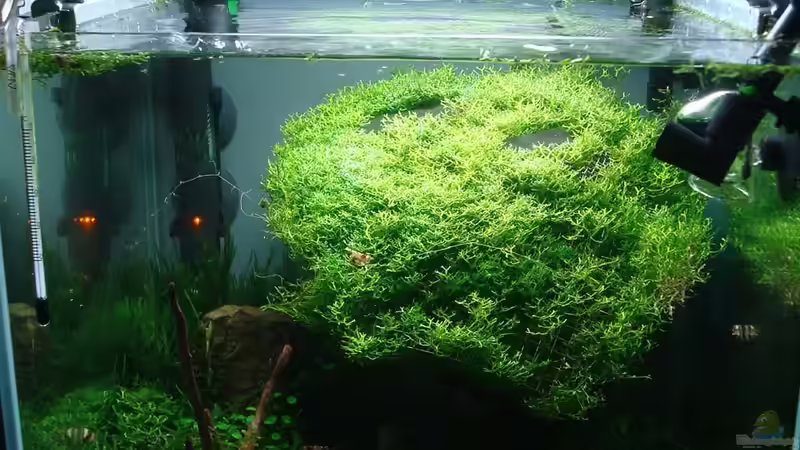 Aquarium Hauptansicht von the next tree