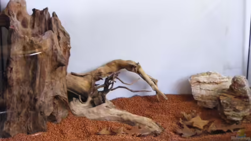 Aquarium Hauptansicht von The Old Tree-Asia Impressions von Falk (1)