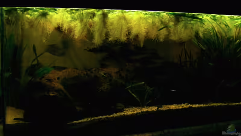 Aquarium Hauptansicht von The Paths of Kulander-The North of South Amerika (