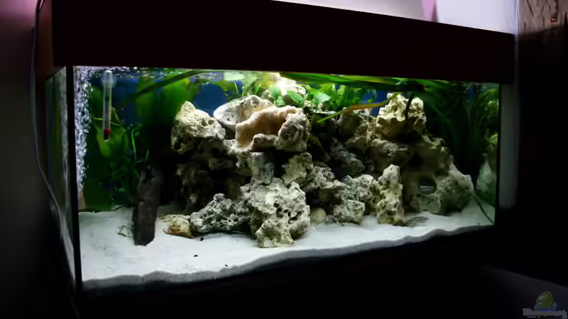 Aquarium Hauptansicht von The Wall