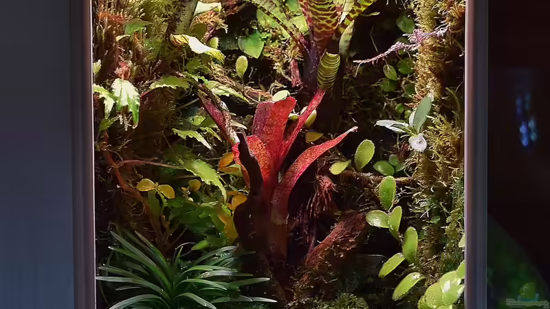 Aquarium Hauptansicht von Tiny Jungle von Junglist (1)