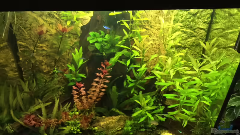 Aquarium Hauptansicht von Tobi&#039;s Südamerika Becken von Tobim02 (1)