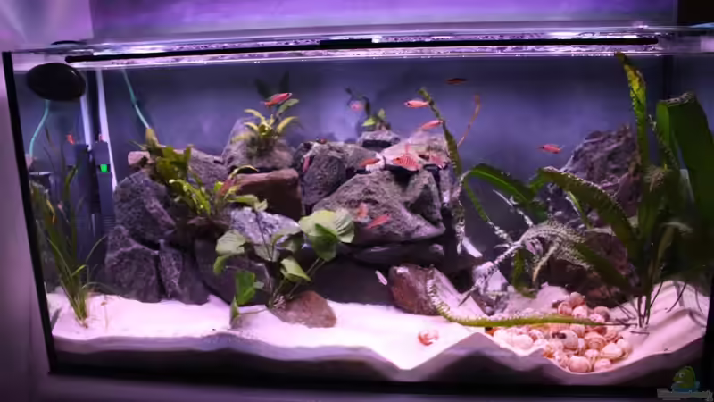 Aquarium Hauptansicht von Tomganjika