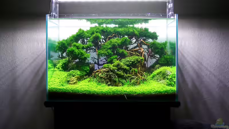 Aquarium Hauptansicht von Totoro von Fredo Fuss (1)