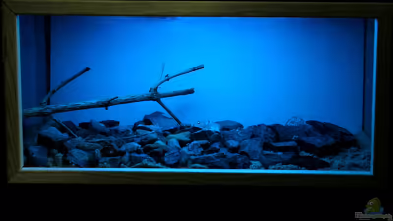 Aquarium Hauptansicht von Towuti - Lake von Falk (1)