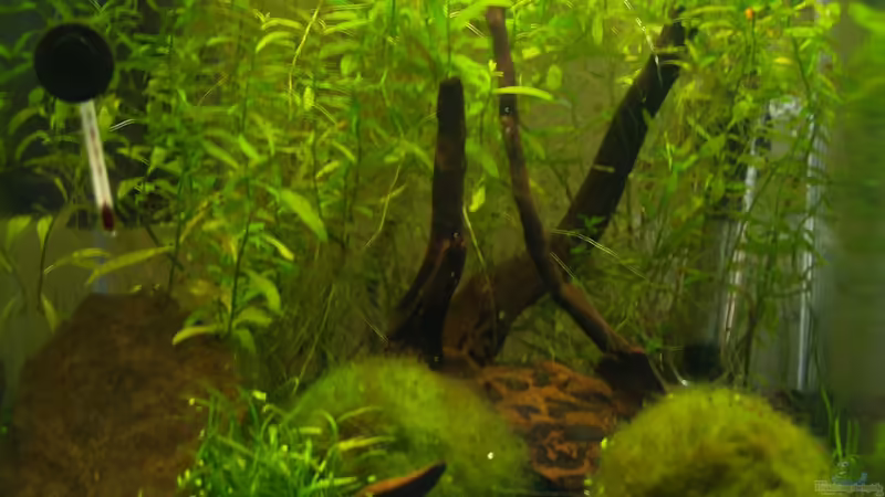 Aquarium Hauptansicht von Tranquillitas Pugnatoris