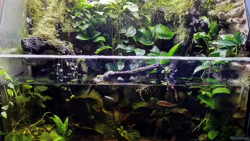 Aquarium Hauptansicht von Traum von Afrika von Stephi (1)