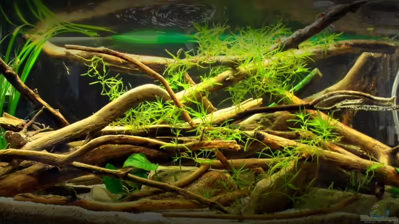 Aquarium Hauptansicht von Treibholz an den Ufern des Rio Pilcomayo von stefan1979 (1)