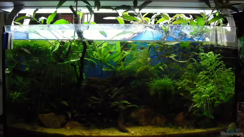 Aquarium Hauptansicht von Trichogaster chuna´s Playground von MiCa (1)