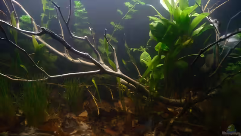 Aquarium Hauptansicht von Trichopsis pumila