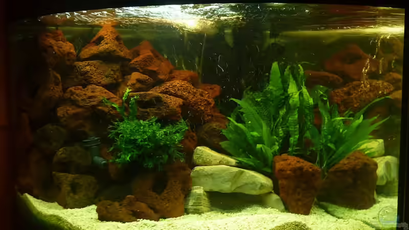 Aquarium Hauptansicht von Trigon 190 von Rainer Wiegand (1)