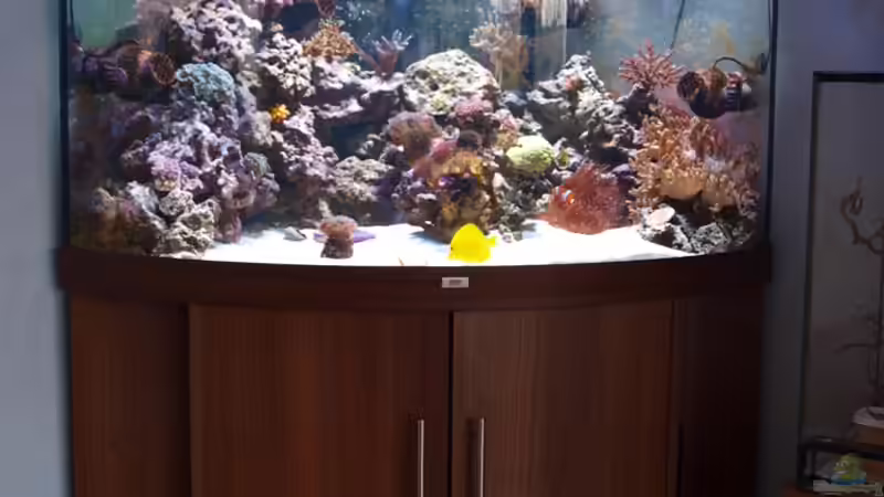 Aquarium Hauptansicht von Trigon 350 von Christian Holtkamp (1)