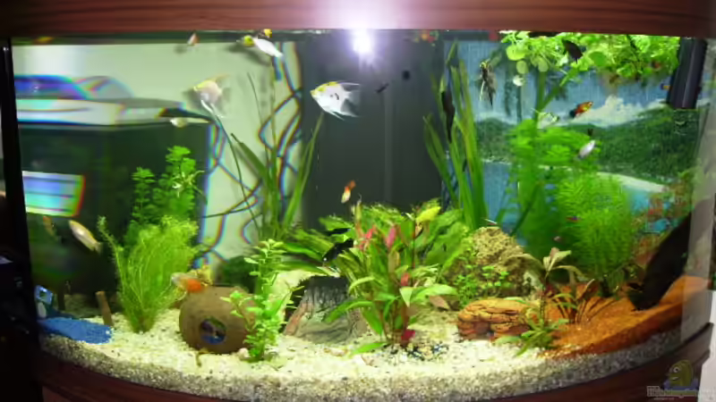Aquarium Hauptansicht von Trigon 350 von redzac_w (1)